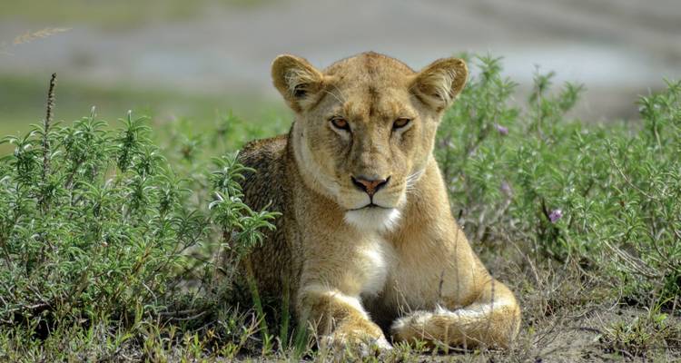Lioness lying on the grass, alert but relaxed.