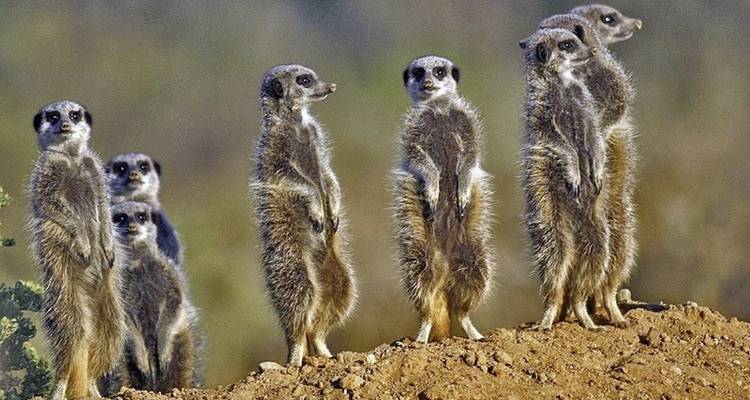 Fascination Garden Route, Karoo and Addo (road trip) - DERTOUR 6