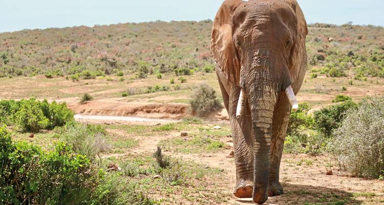 Een volwassen olifant die op een zandpad naar de camera toe loopt.