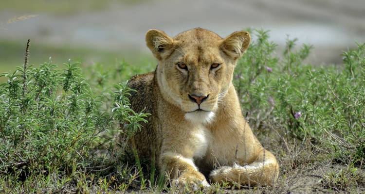 Une lionne allongée sur l'herbe dans un paysage de savane.