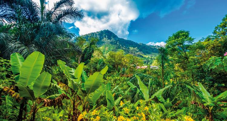 Üppiger tropischer Regenwald mit einem Berg im Hintergrund.