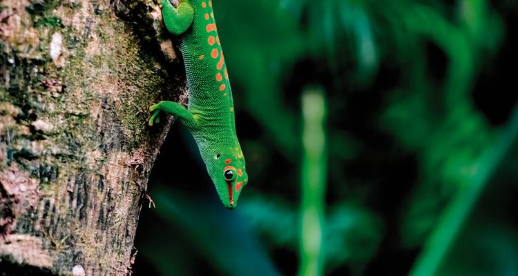 Bunter Gecko auf einem Baumstamm in einem Wald.