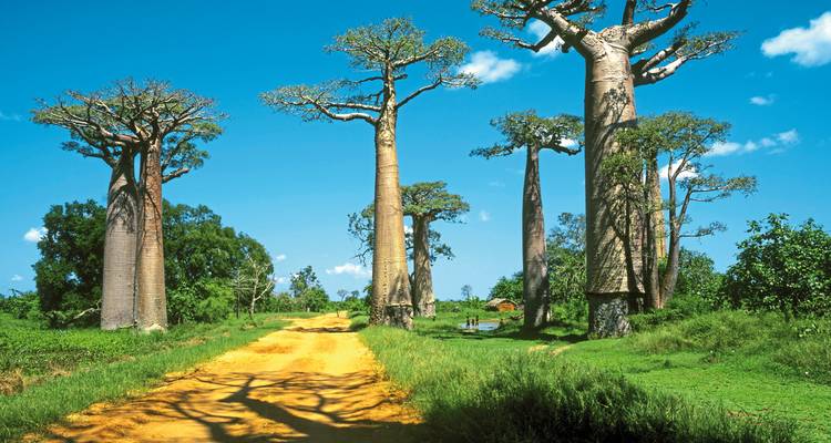 Baobab-Bäume, die eine unbefestigte Straße unter einem klaren blauen Himmel säumen.