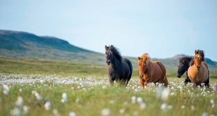 Drei isländische Pferde laufen frei auf einem Feld.