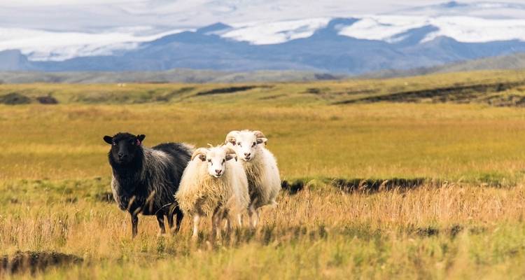 Tierras Altas, Snaefellsnes y la costa - DERTOUR 2