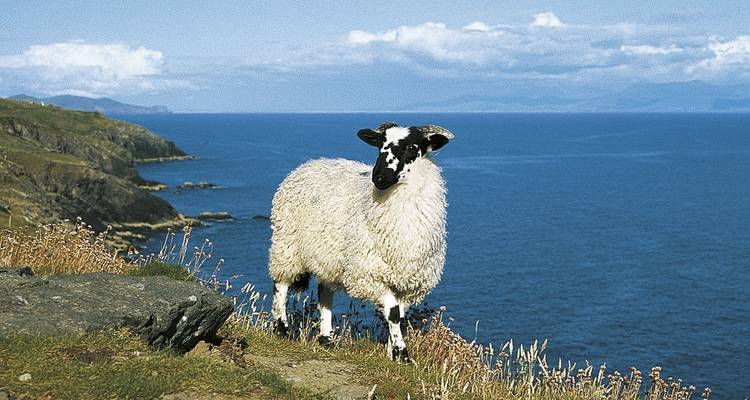 Un mouton debout sur une falaise côtière avec l'océan en arrière-plan.