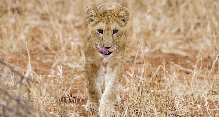 Aventura Tanzania - DERTOUR 3