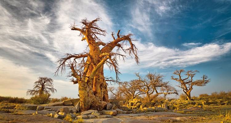Baobab-Bäume in einer offenen Landschaft mit einem dramatischen Himmel.