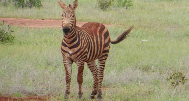 Aventure à Tsavo - DERTOUR 4