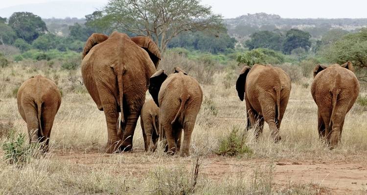 Aventure à Tsavo - DERTOUR 10