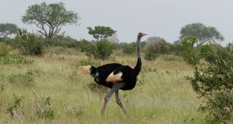 Ostrich in open grassland with trees in the background.