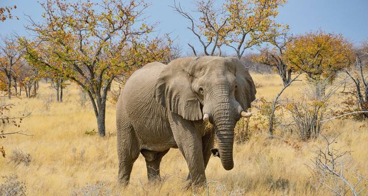Ein einsamer Elefant in einem trockenen Waldgebiet.