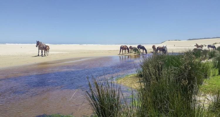 Garden Route to linger (Gqeberha (Port Elizabeth) - Cape Town) - DERTOUR 1