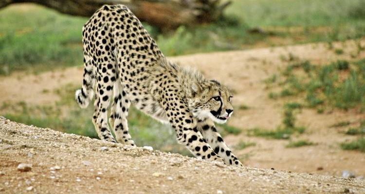 Jachtluipaard die zich uitrekt in een natuurlijk open gebied met bomen.