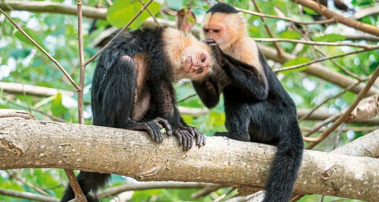 Two capuchin monkeys grooming each other on a tree branch.