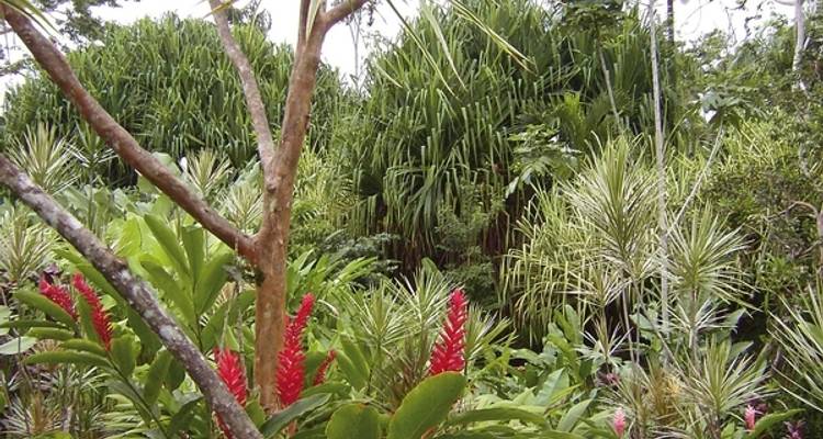 Arenal National Park - DERTOUR 1