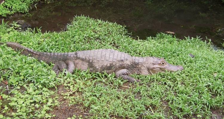 Arenal National Park - DERTOUR 8