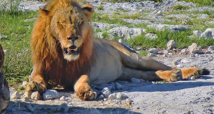 Ein Löwe, der auf felsigem Boden in natürlicher Umgebung ruht.