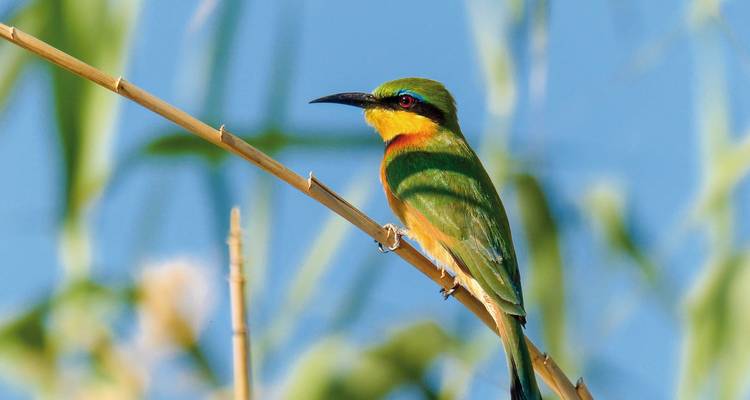 Colorful bird perched on a branch with a clear blue sky background.