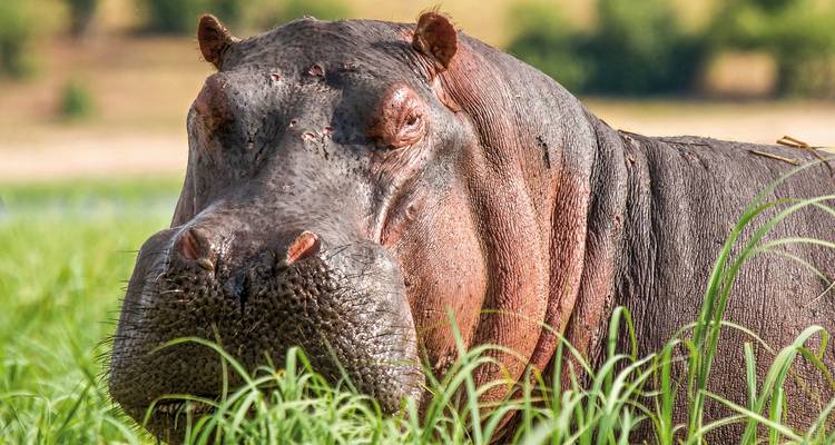 Close-up of a hippo resting in tall grass by water.