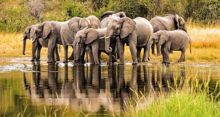 Herd of elephants standing beside a waterhole in grassland.