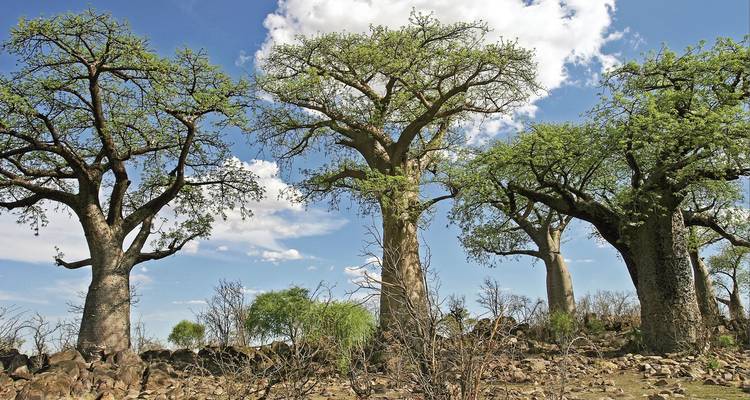 Drie grote baobabbomen met een rotsachtige voorgrond en blauwe lucht.