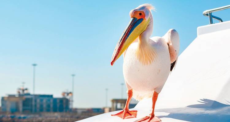 Pelikaan staand op een wit oppervlak met een blauwe lucht en gebouwen op de achtergrond.