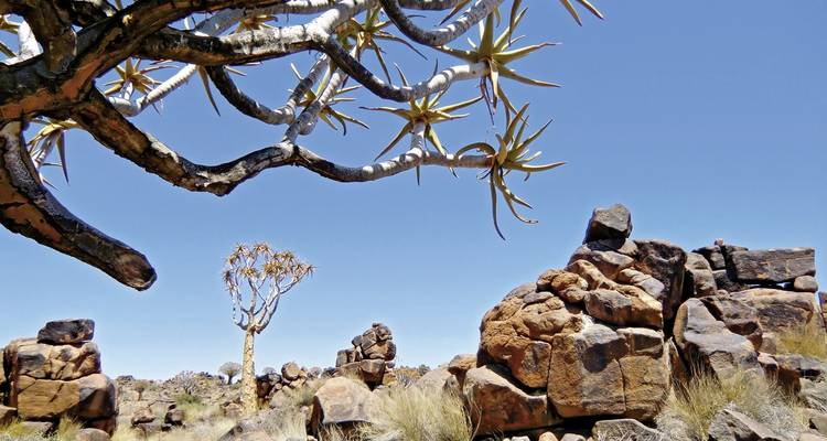 Rotsachtig landschap met kokerbomen onder een heldere blauwe lucht.