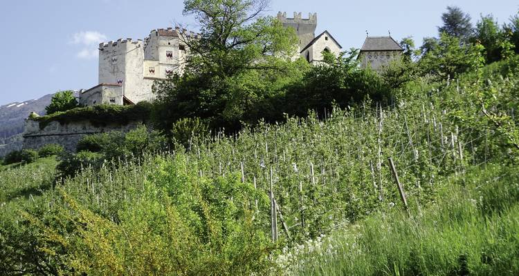 Schloss umgeben von Grün und Weinbergen auf einem Hügel.