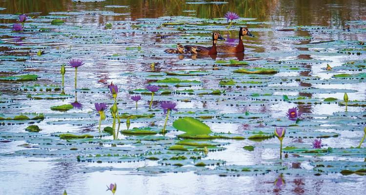 Enten schwimmen zwischen Seerosen auf einem Teich.