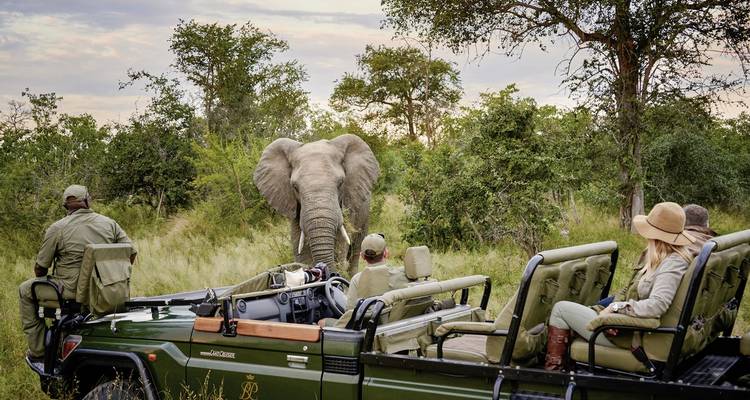Safari-Fahrzeug mit Touristen, die einen sich nähernden Elefanten in einer Savanne beobachten.