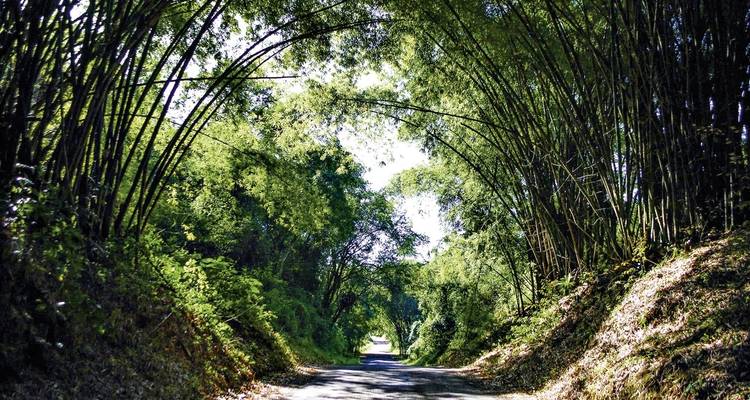 Road shaded by an archway of bamboo trees.