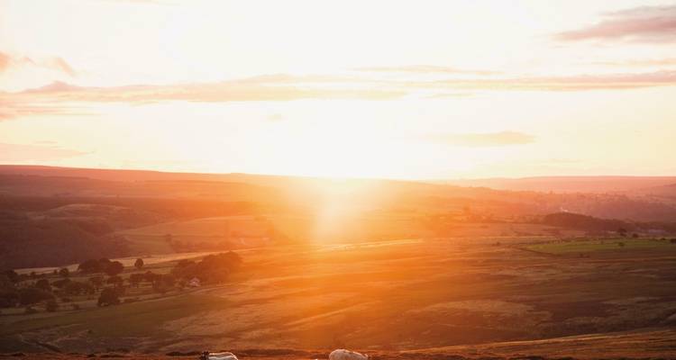 Sunset over a rural landscape with sheep grazing.