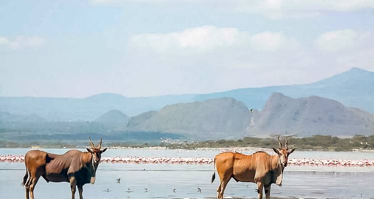 Zwei Antilopen stehen im Wasser mit Bergen im Hintergrund