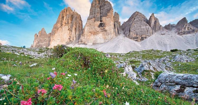 Sommets de montagnes entourés de fleurs sauvages.