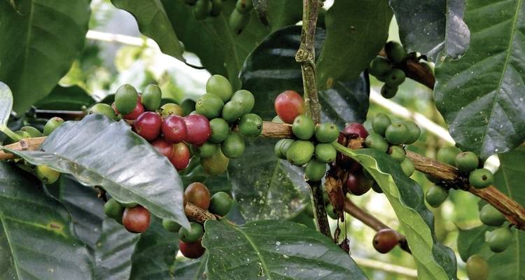 Treasures of Costa Rica private tour - DERTOUR 1