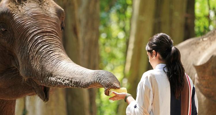 Personne nourrissant un éléphant dans une zone boisée.