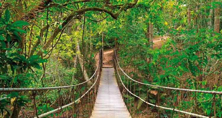 Pont suspendu dans un cadre de forêt verdoyante luxuriante.