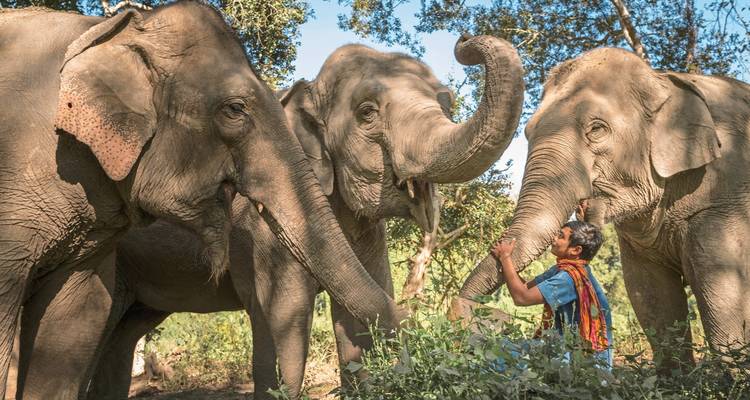 Homme interagissant avec trois éléphants dans une zone forestière.