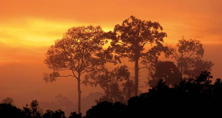 Silhouette d'arbres contre un coucher de soleil orange vibrant.