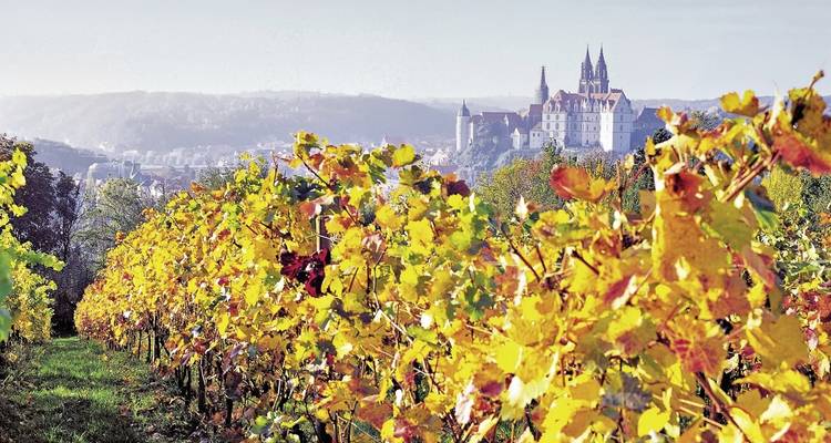 Vineyard scene with a distant view of a historic town.