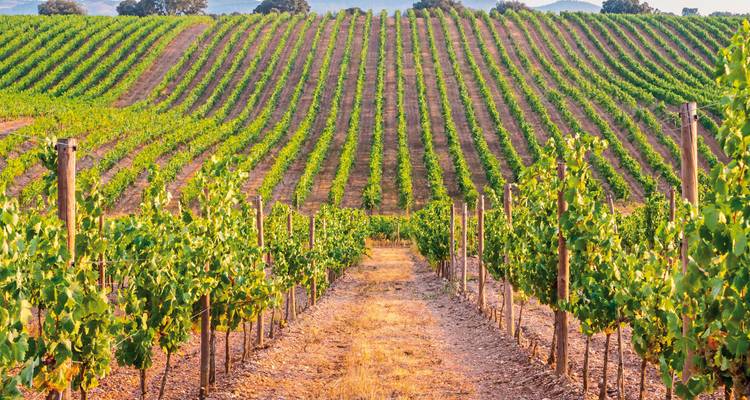 Un vignoble avec des rangées de vignes soigneusement organisées sous un ciel dégagé.