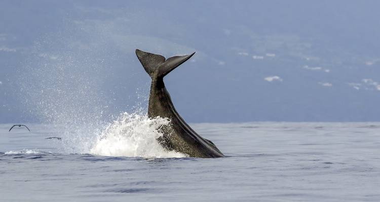 Island dreams and sea giants (from Sao Miguel Island to Ponta Delgada) - DERTOUR 3
