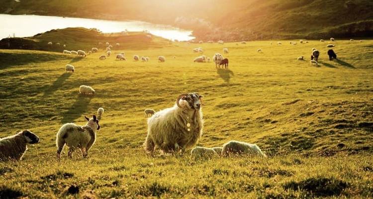 Family adventure tour Ireland - DERTOUR 4