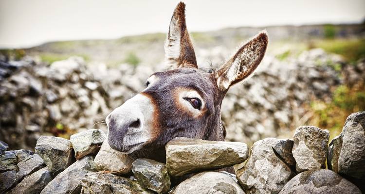 A donkey peeking over a stone wall.