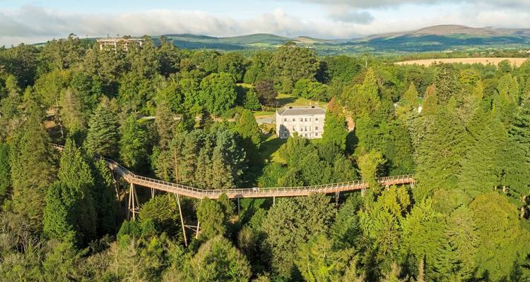 Aerial view of a tree canopy walkway in a forest.