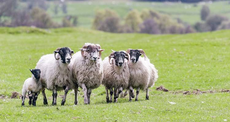 Rebaño de ovejas caminando en un campo verde.