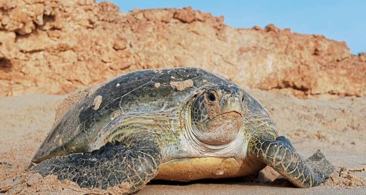 Een schildpad op een zanderig strand met rotsachtige kliffen.