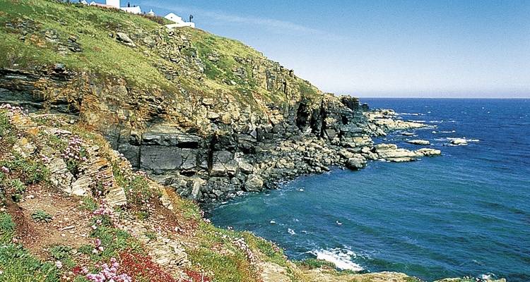 Paysage de falaise avec rivage rocheux et fleurs sauvages.