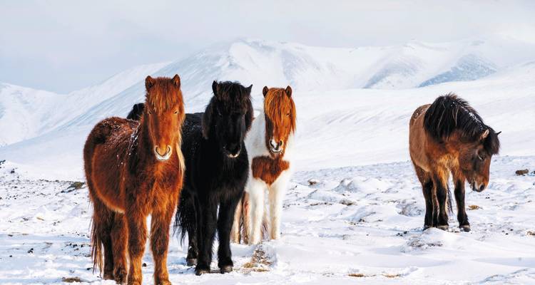 Gruppe isländischer Pferde in schneebedeckten Feldern.